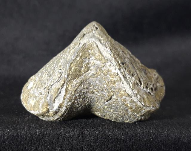 Paraspirifer bownockeri (STEWART 1927) - Bild &copy; FossNet FossilienStore